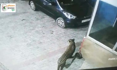 लखनऊ वन विभाग की टीम तेंदुआ की तलाश में : पूरी रात चला रेस्क्यू, हाथ आकर निकल गया तेंदुआ, अब तक तीन को कर चुका है घायल