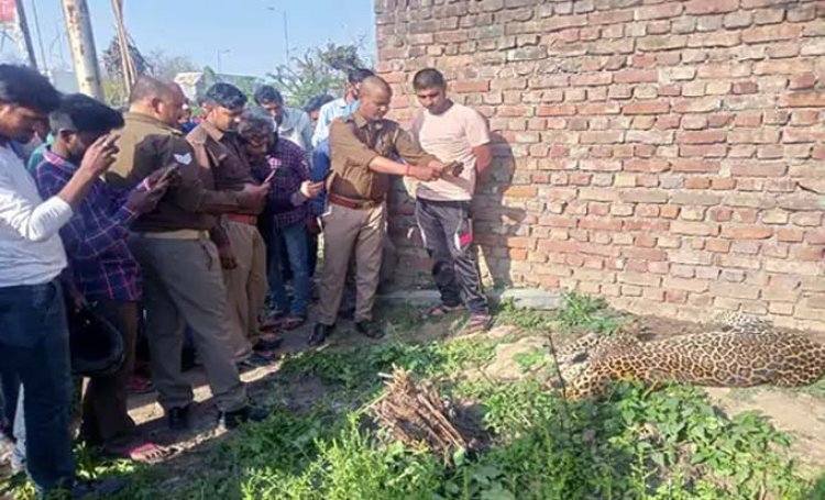 शहर के आउटर क्षेत्र में मिला मृत तेंदुआ:प्रतापपुर गांव के खेतों में मिला शव, ग्रामीणों में दहशत, नवंबर में शहर में देखे गए तेंदुए की होने की आशंका