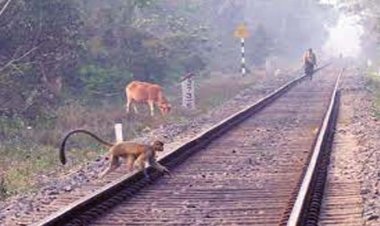 भारतीय रेलवे के रेलवे ट्रैक के दोनों तरफ फेंसिंग होगी, सबकी जद से दूर होगा रेलवे ट्रैक, दौड़ेगी सिर्फ ट्रेन